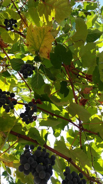 Agriturismo Il Marchese Aquara エクステリア 写真